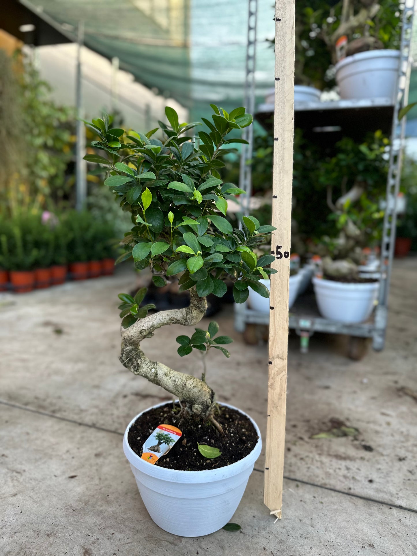 Bonsai Ficus ginseng