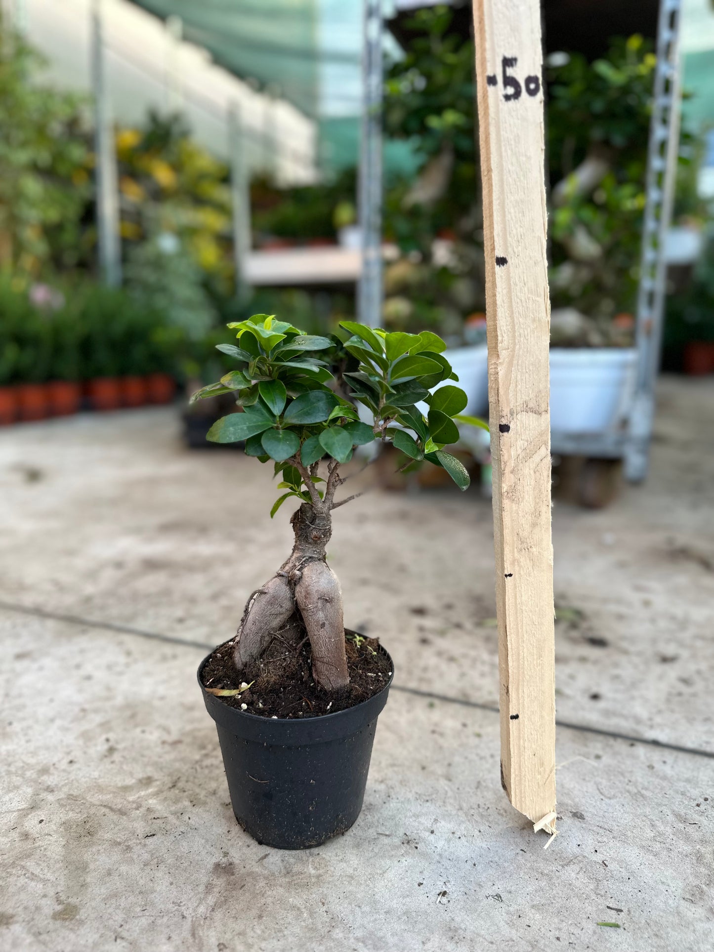 Bonsai Ficus Ginseng