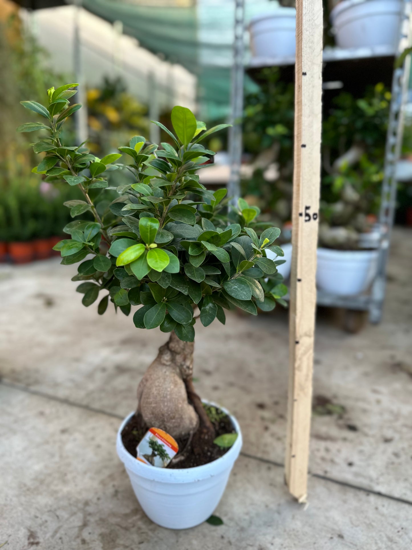 Bonsai Ficus Ginseng