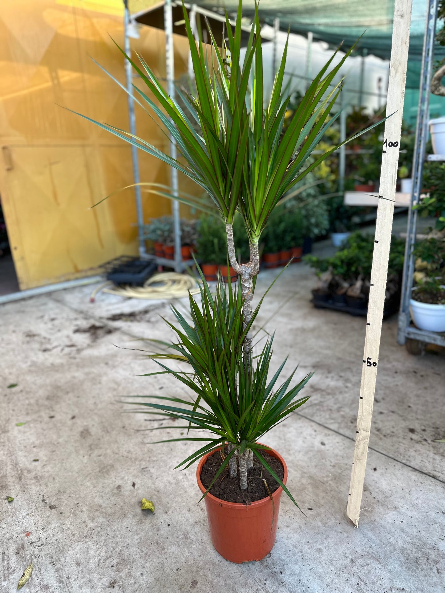 Dracena