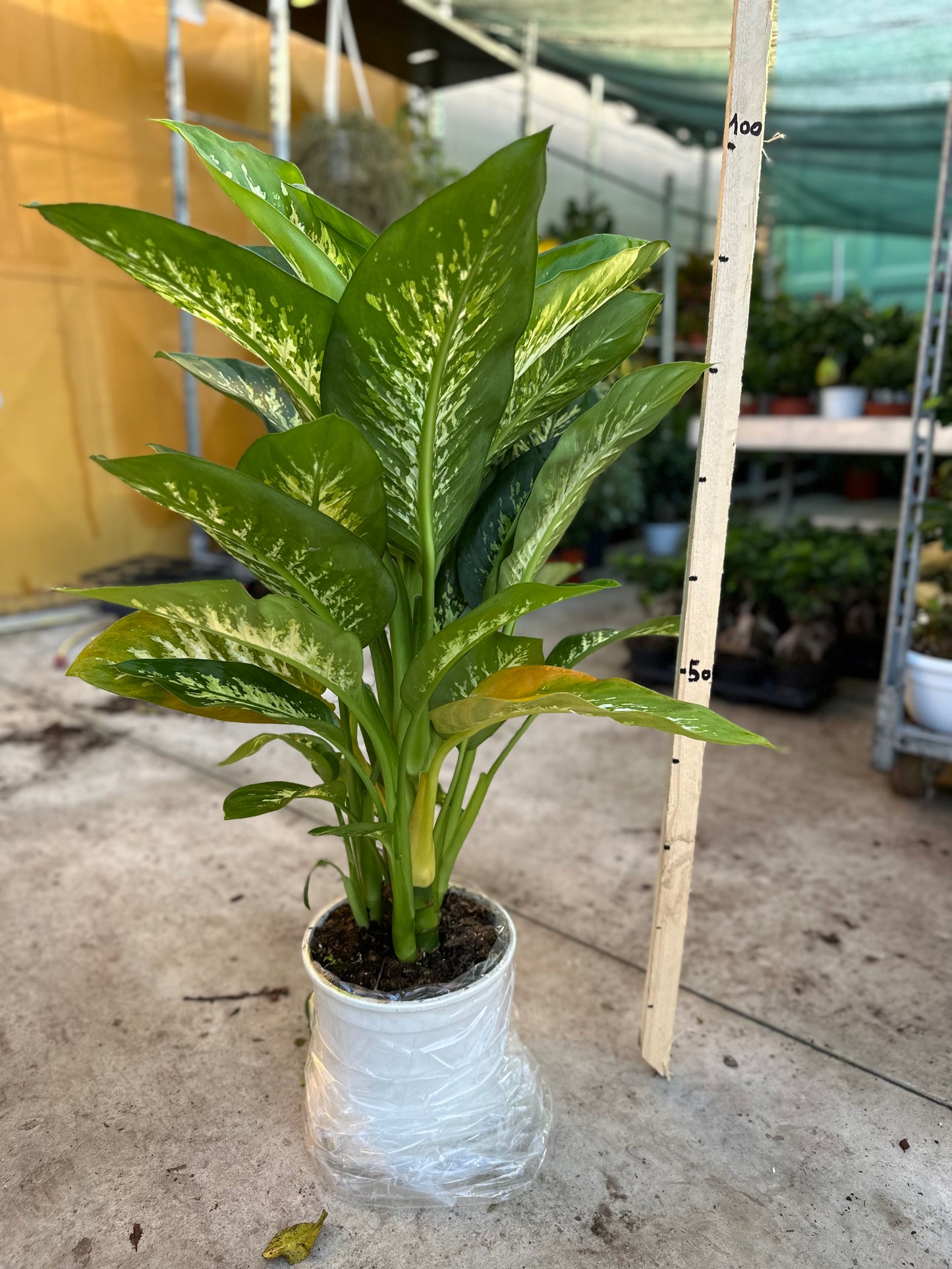 Dieffenbachia