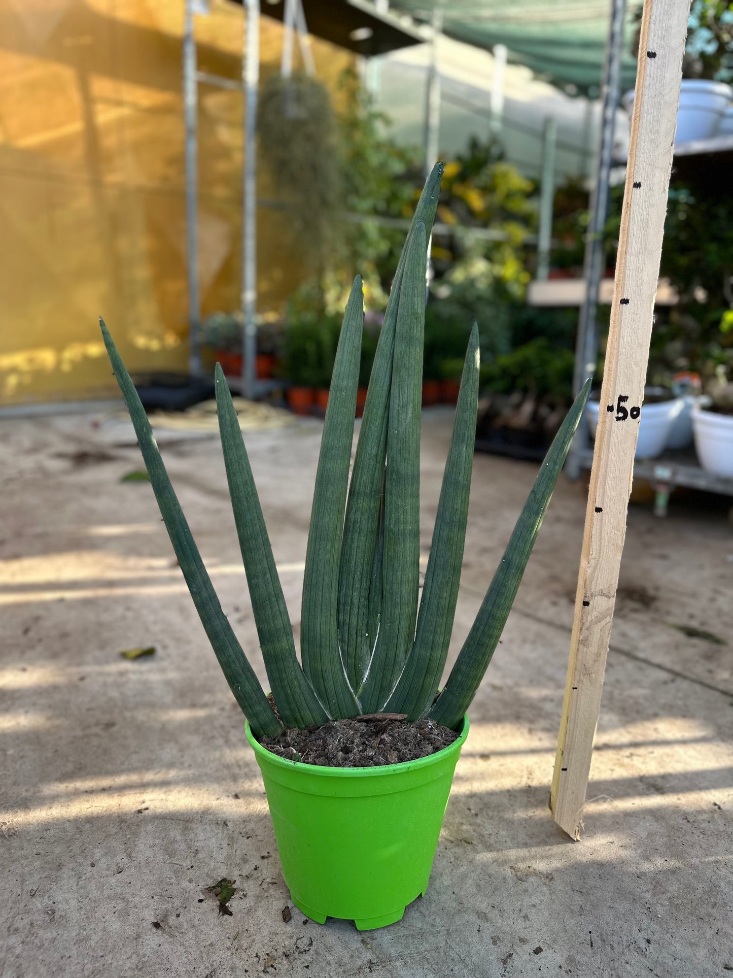 Sansevieria Cilindrica