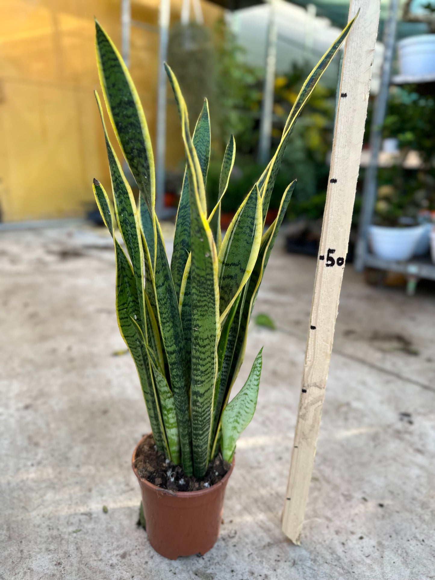 Sanseveria trifasciata