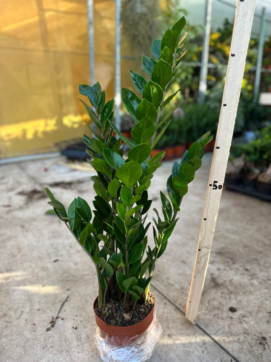 Zamioculcas